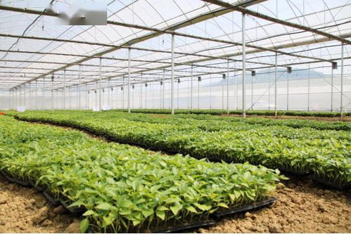 贵阳市2020年食用农产品批发市场发展报告